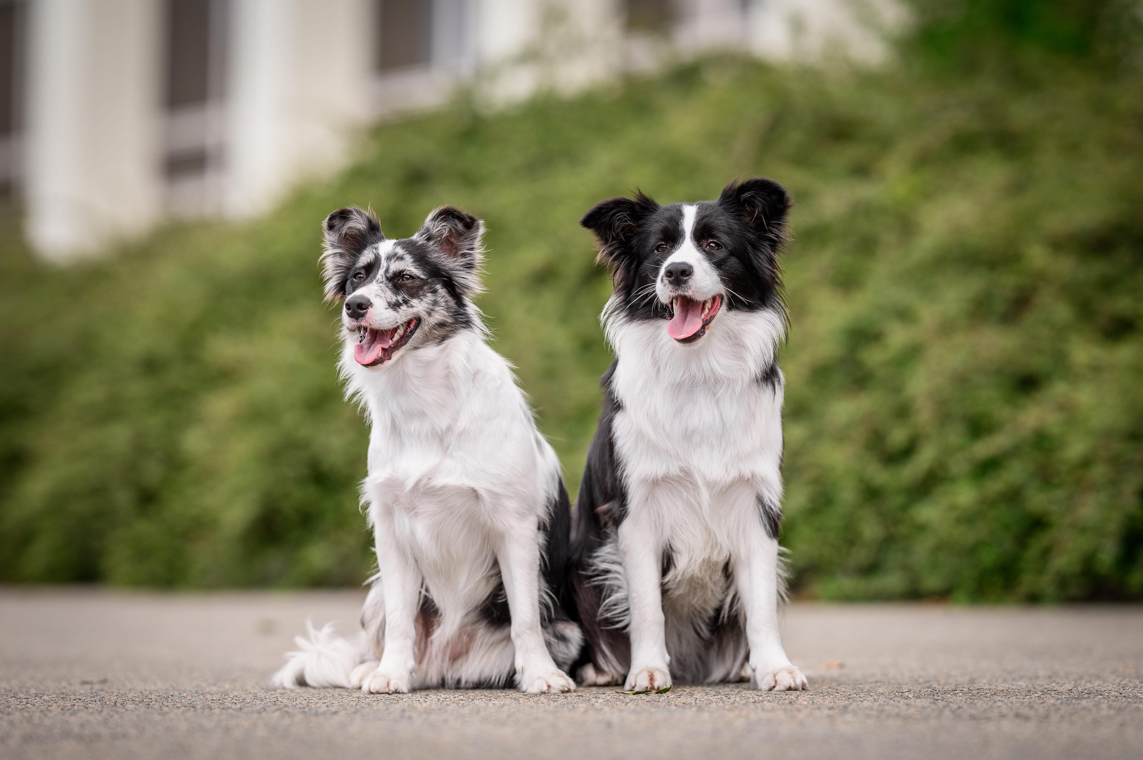 Instagram příspěvek 14 - HoneyRiver BC border collie