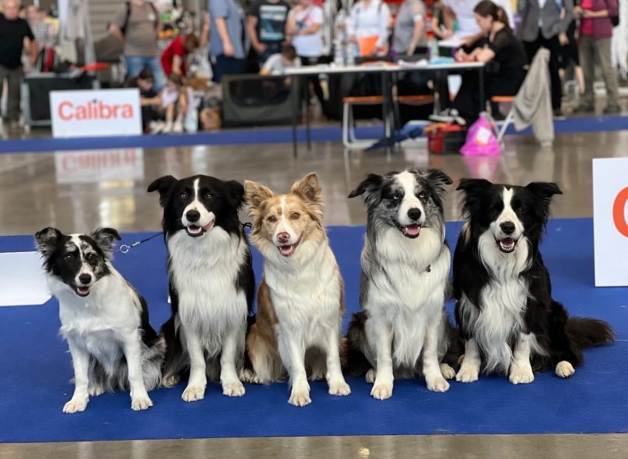 Instagram příspěvek 17 - HoneyRiver BC border collie