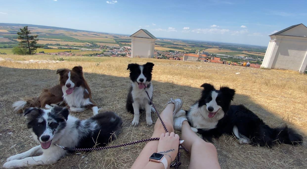 Instagram příspěvek 18 - HoneyRiver BC border collie