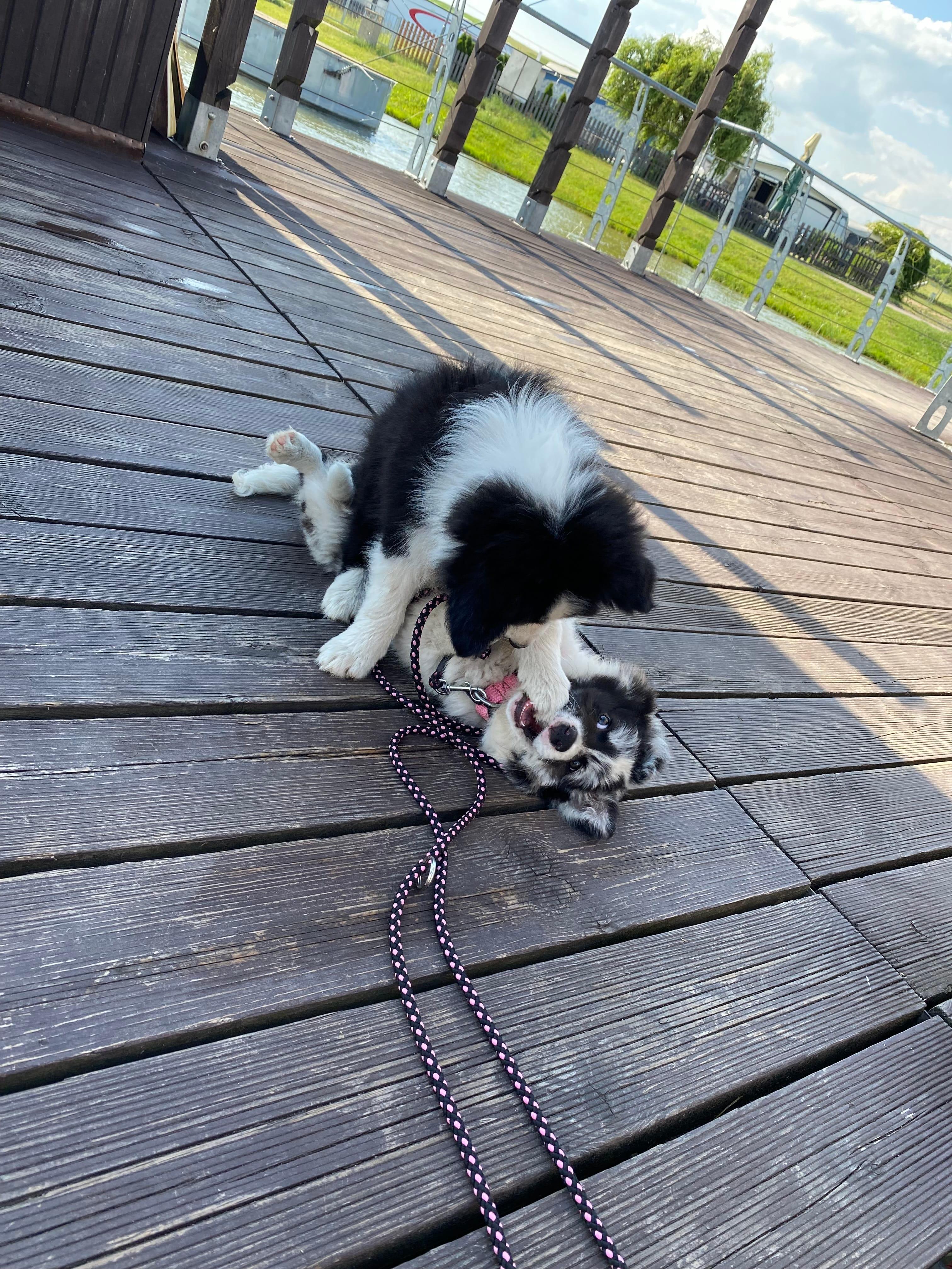 Instagram příspěvek 21 - HoneyRiver BC border collie