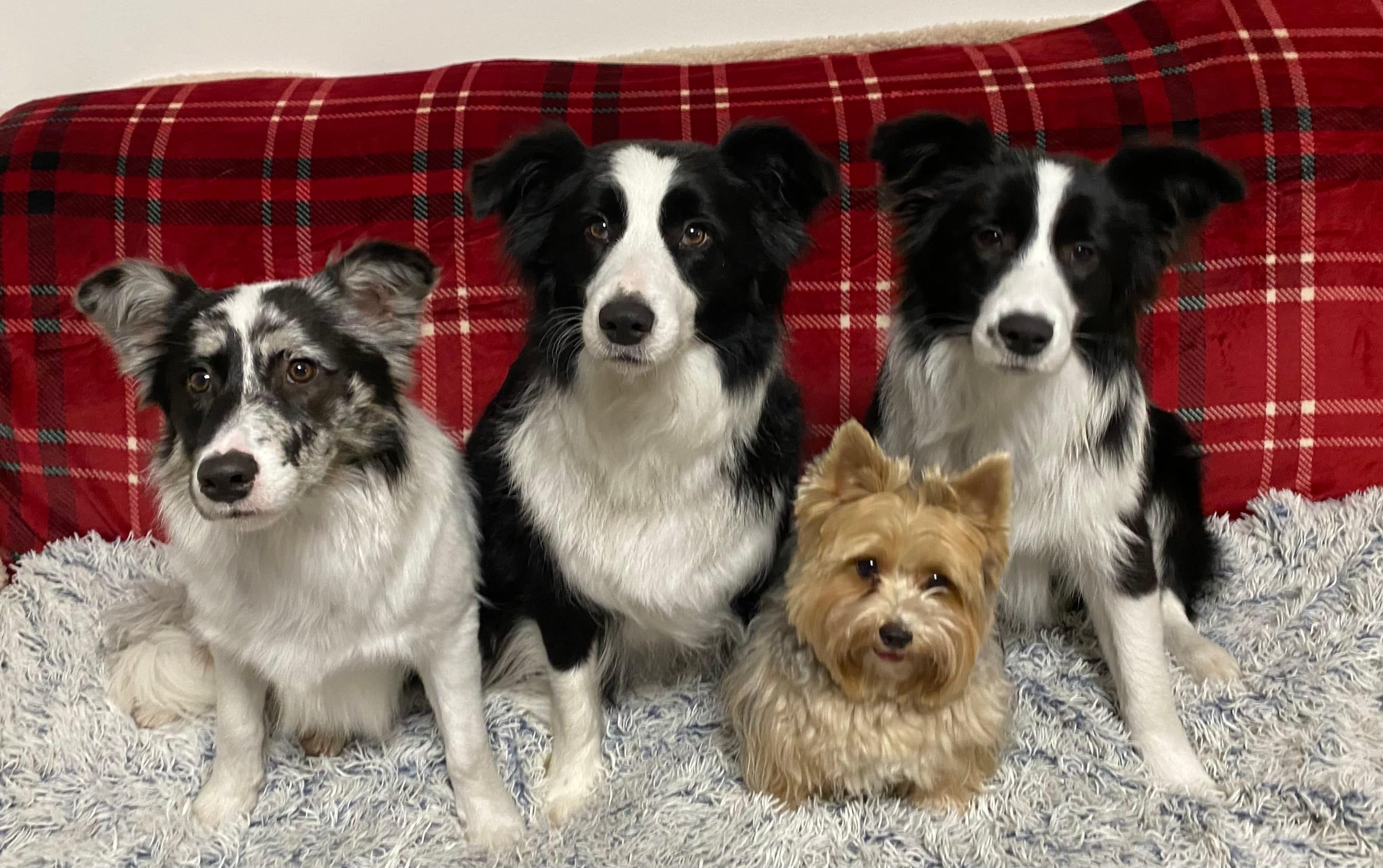 Instagram příspěvek 25 - HoneyRiver BC border collie