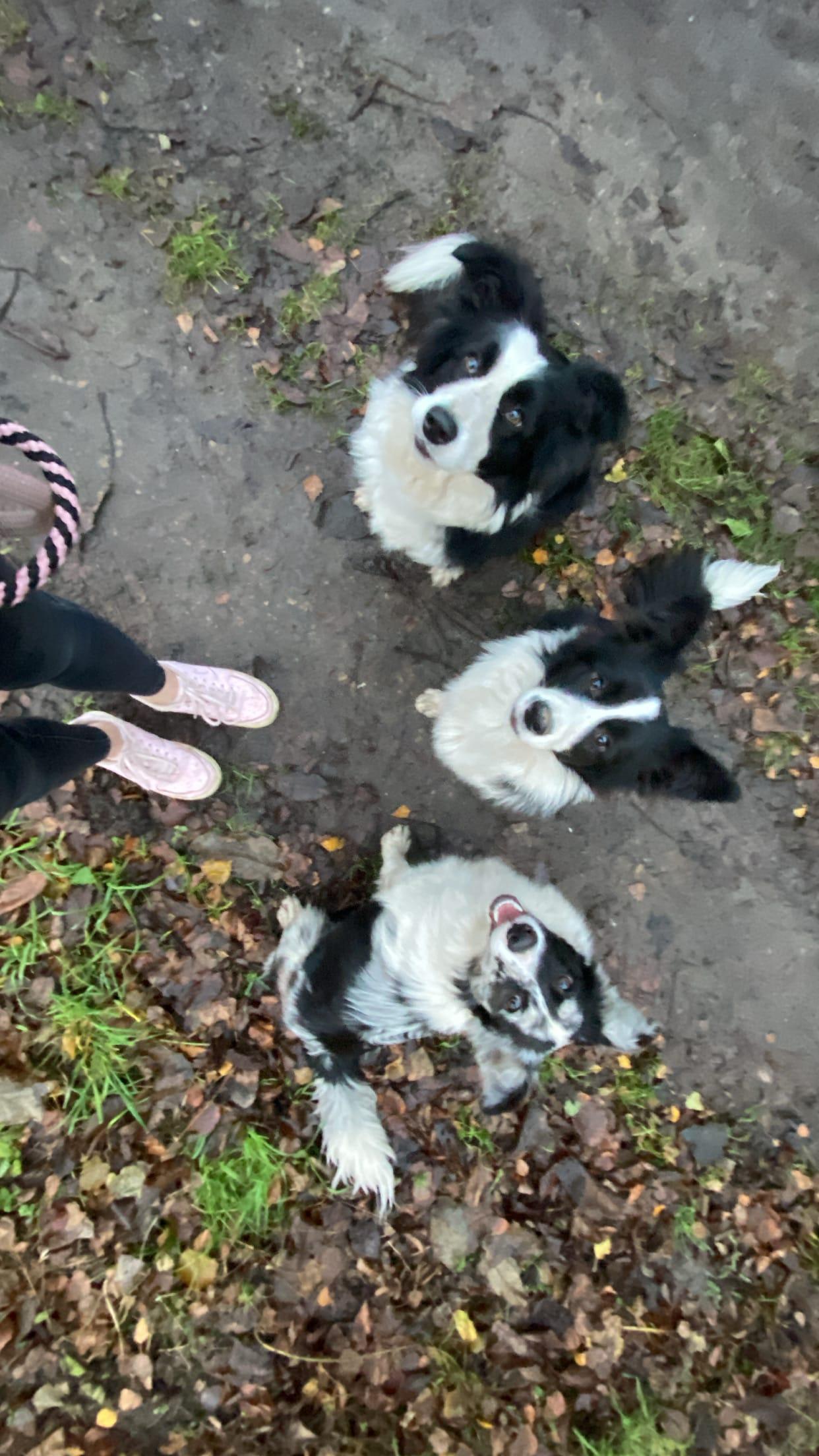 Instagram příspěvek 26 - HoneyRiver BC border collie