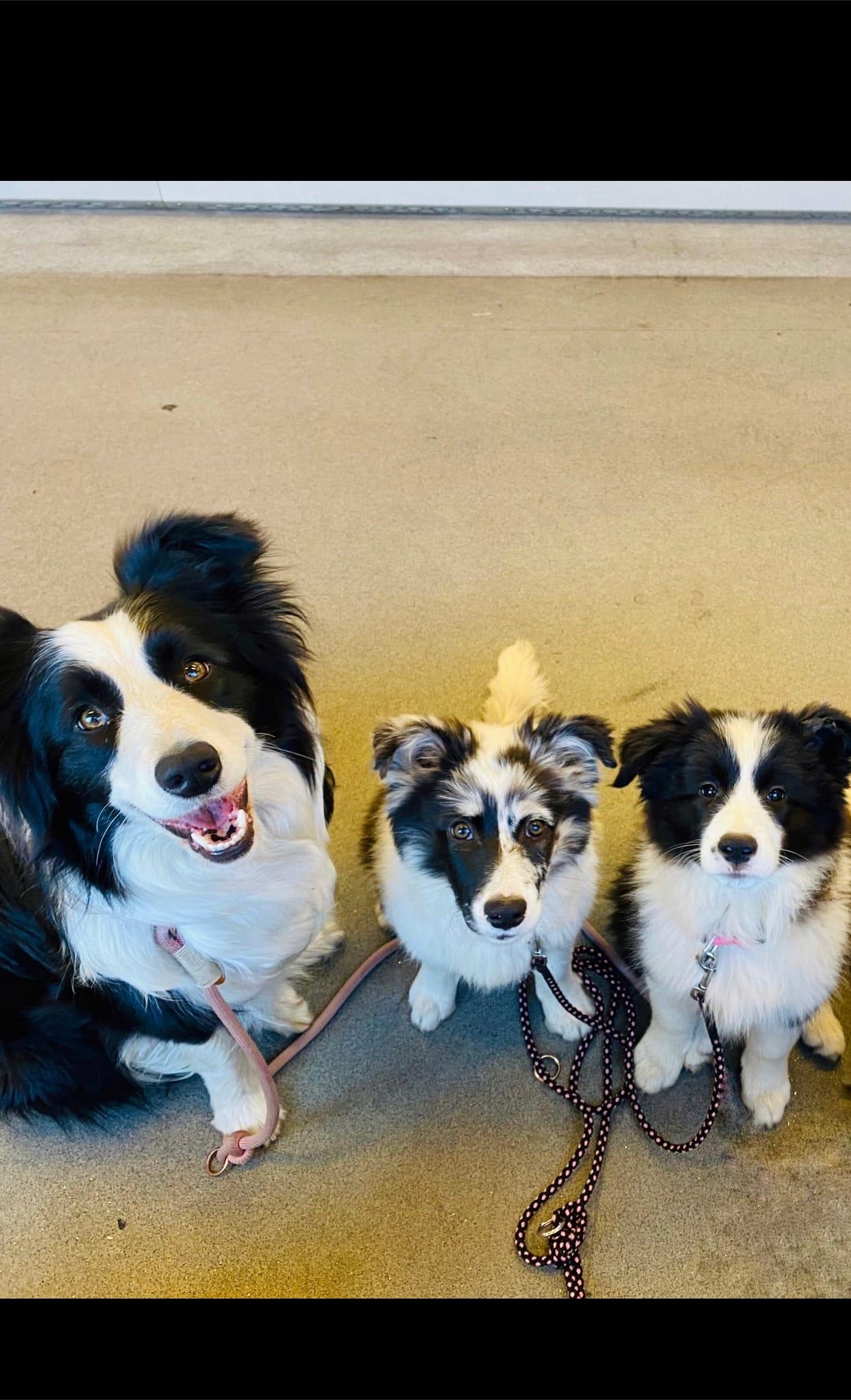 Instagram příspěvek 5 - HoneyRiver BC border collie